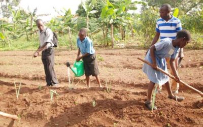 Kids Organic Vegetable Garden Project July 2019